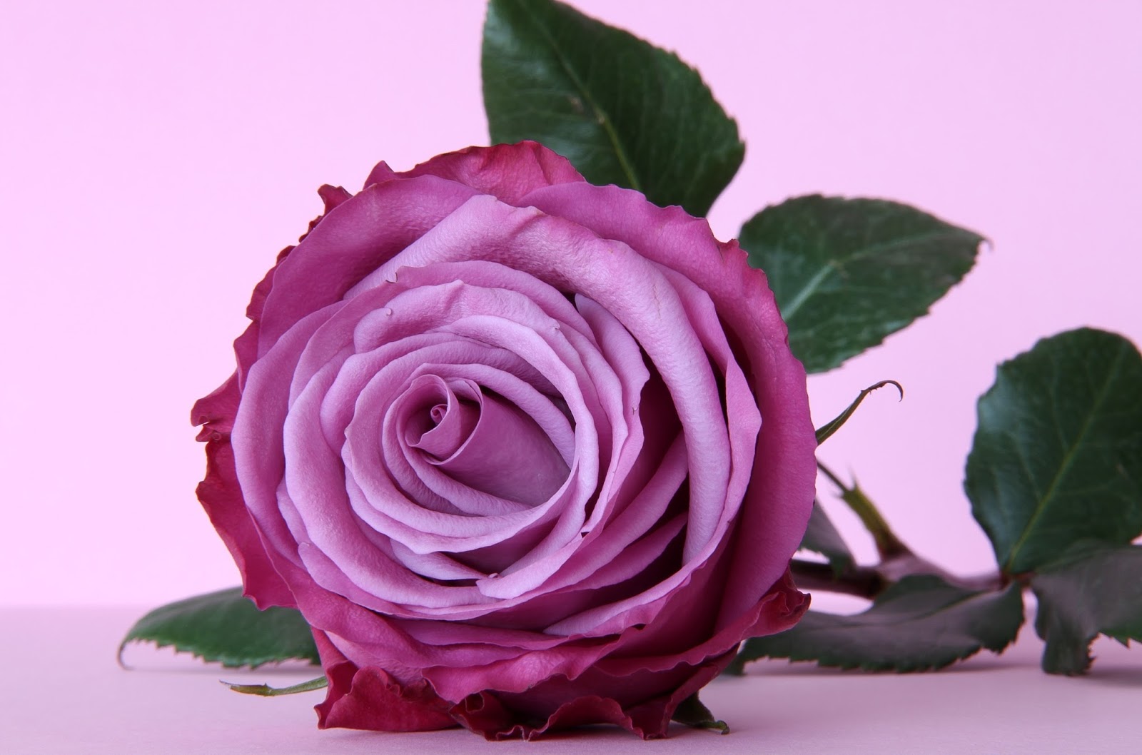 보라색 장미 벽지 hd,꽃,꽃 피는 식물,정원 장미,장미,분홍