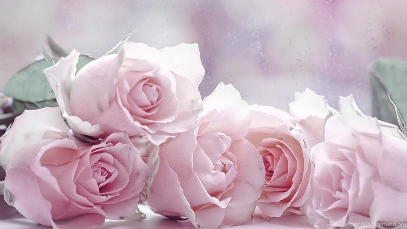 パステル調のバラの壁紙,庭のバラ,ピンク,花,ローズ,花弁