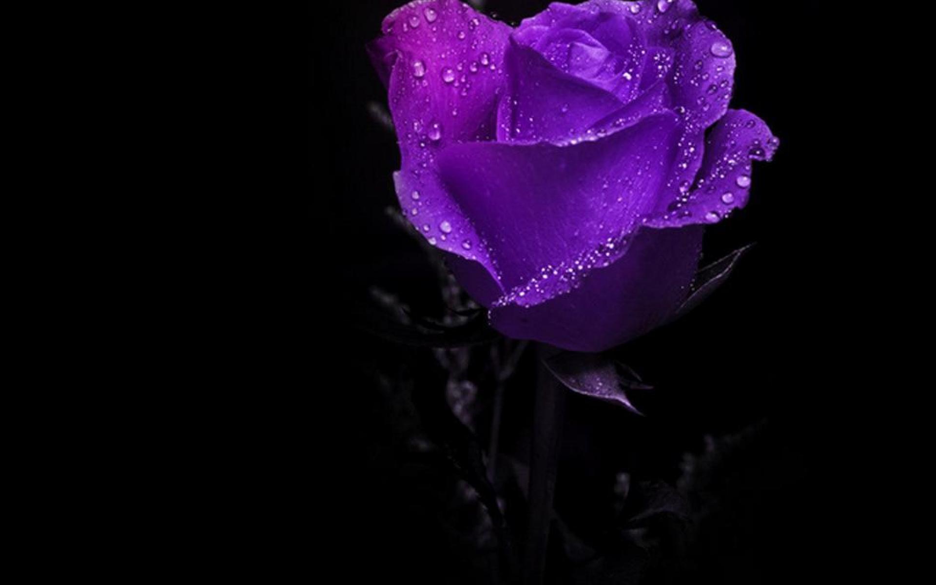 紫のバラの壁紙のhd,花弁,庭のバラ,バイオレット,ローズ,紫の