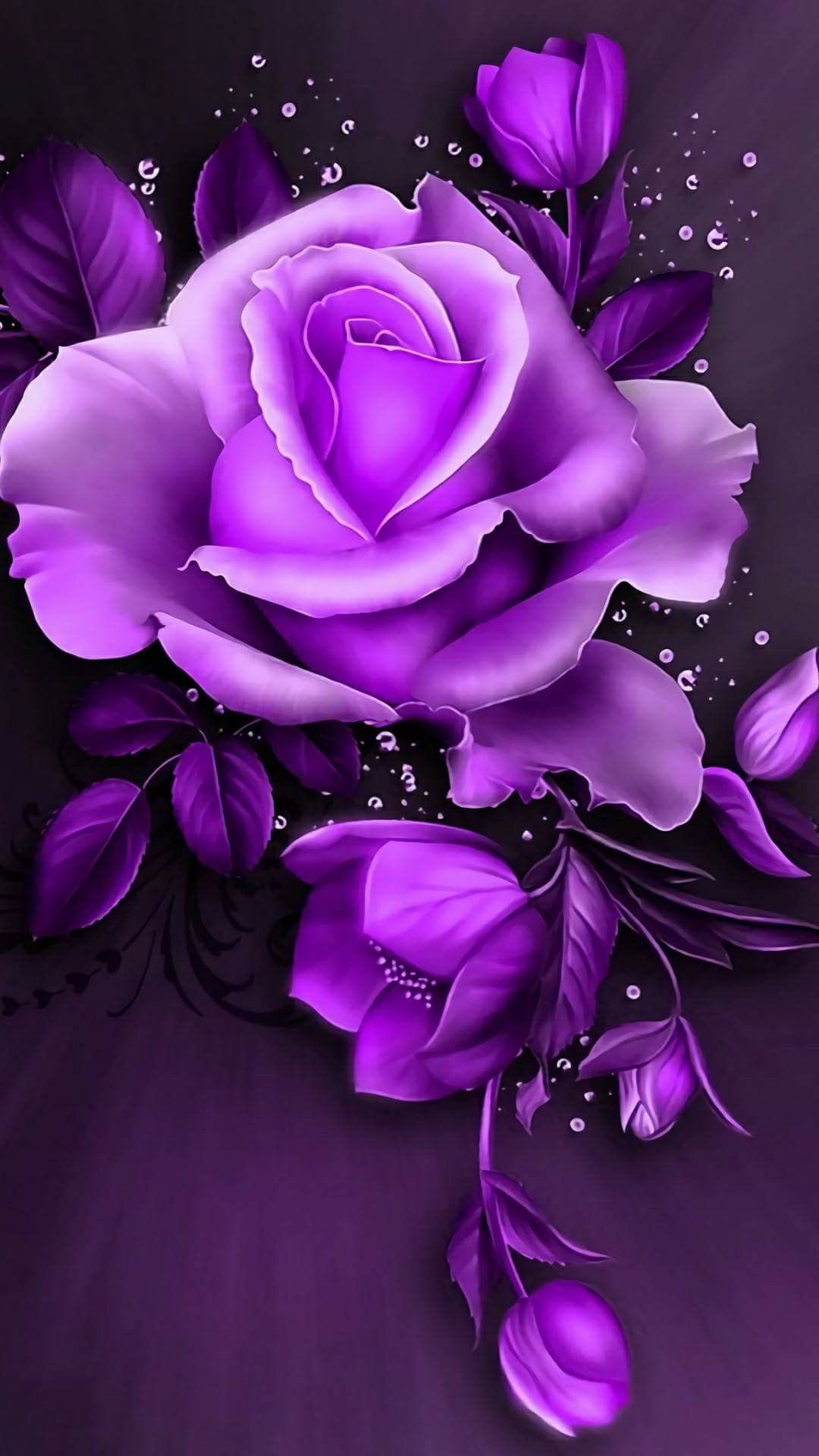 purple rose wallpaper hd,violet,purple,flower,petal,rose