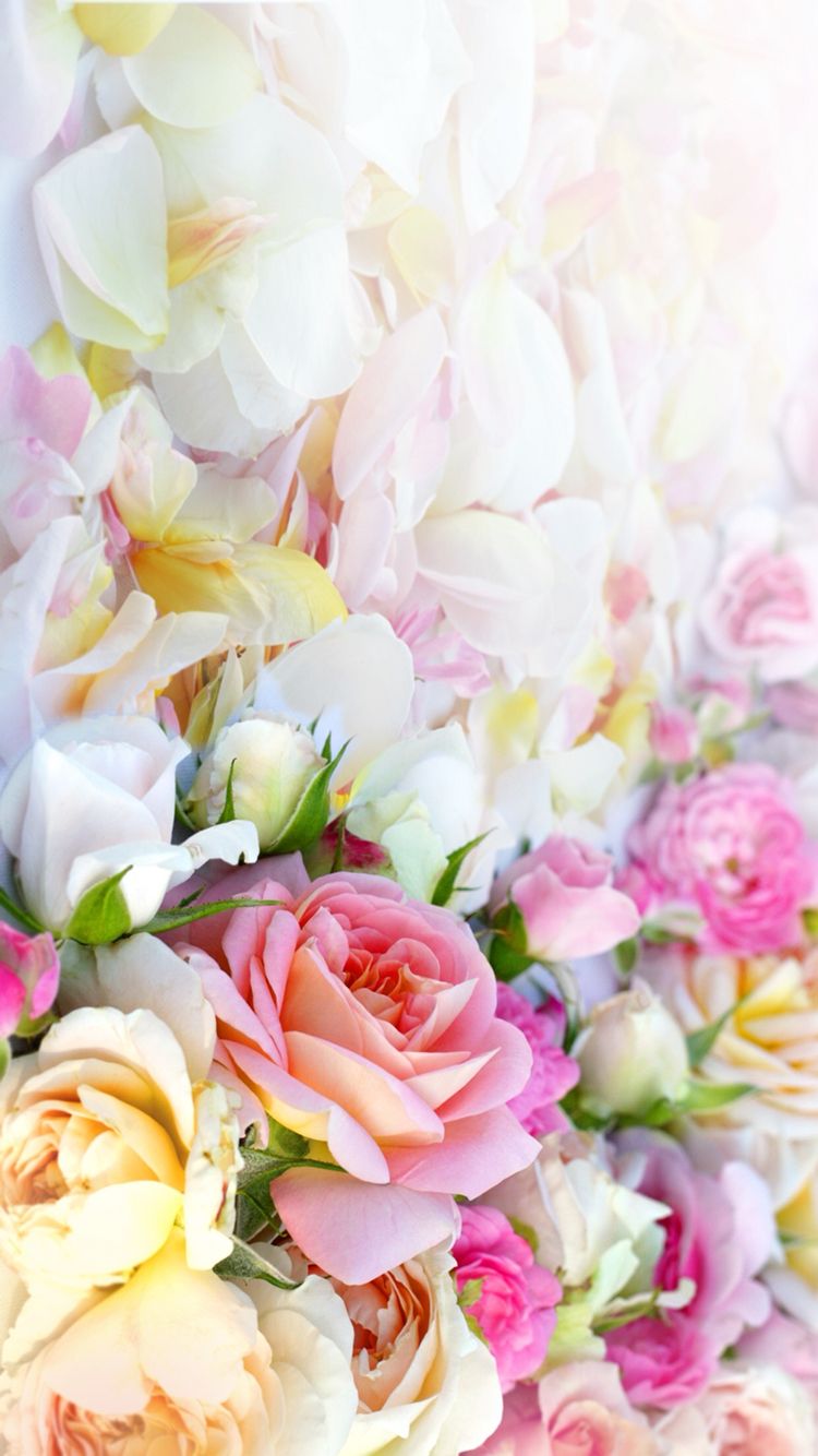 パステル調のバラの壁紙,花,ピンク,切り花,花束,花弁