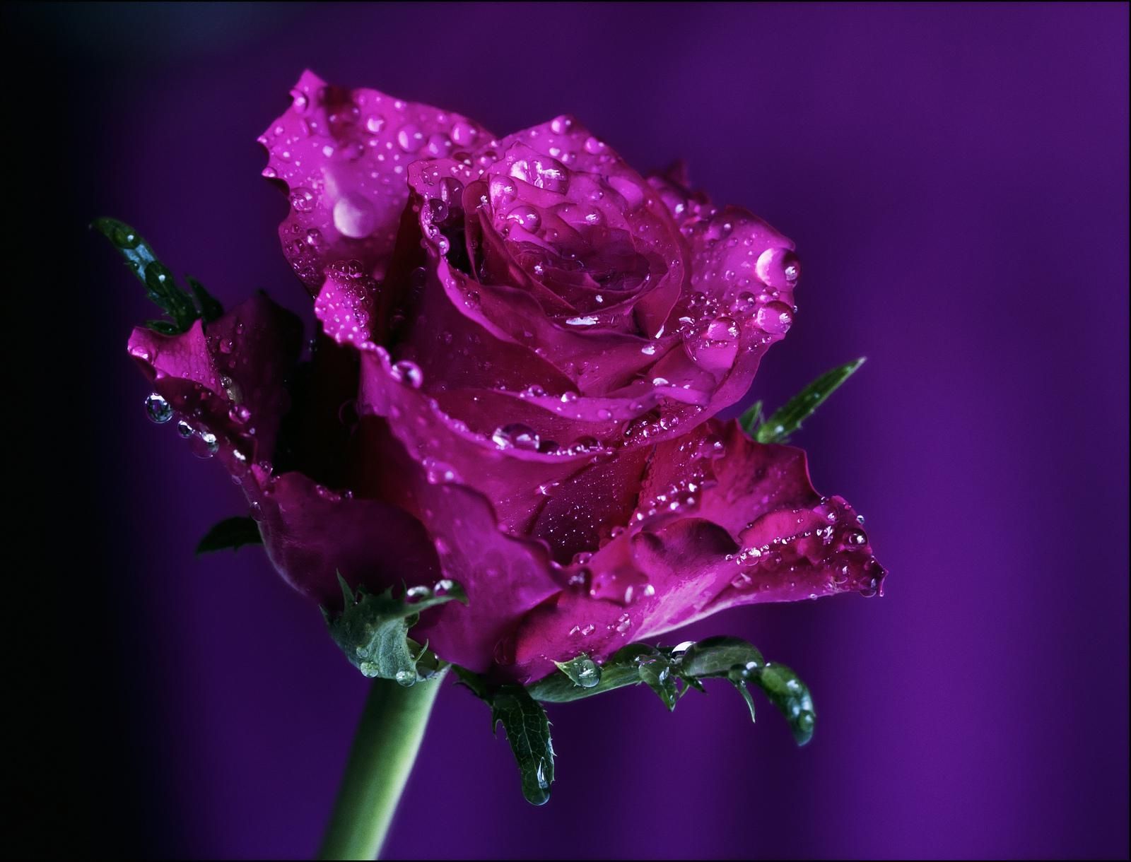 보라색 장미 벽지 hd,정원 장미,제비꽃,보라색,물,분홍