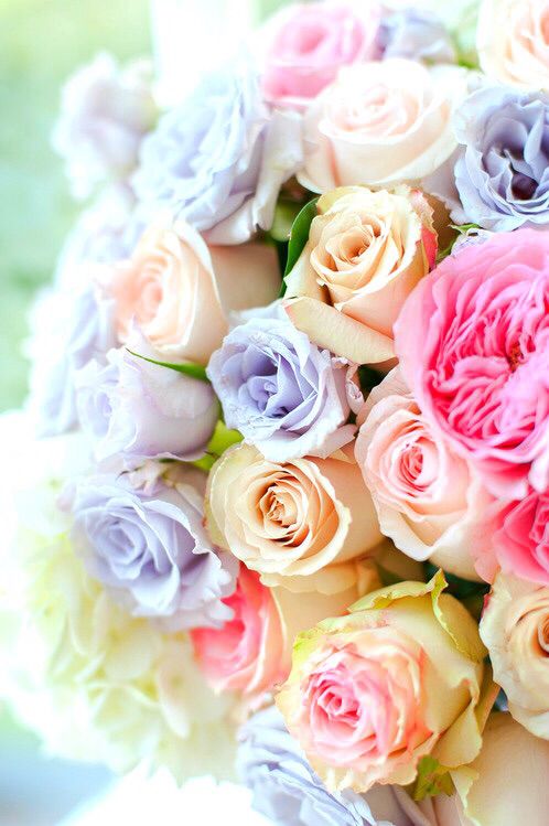 パステル調のバラの壁紙,花,花束,ローズ,ピンク,庭のバラ
