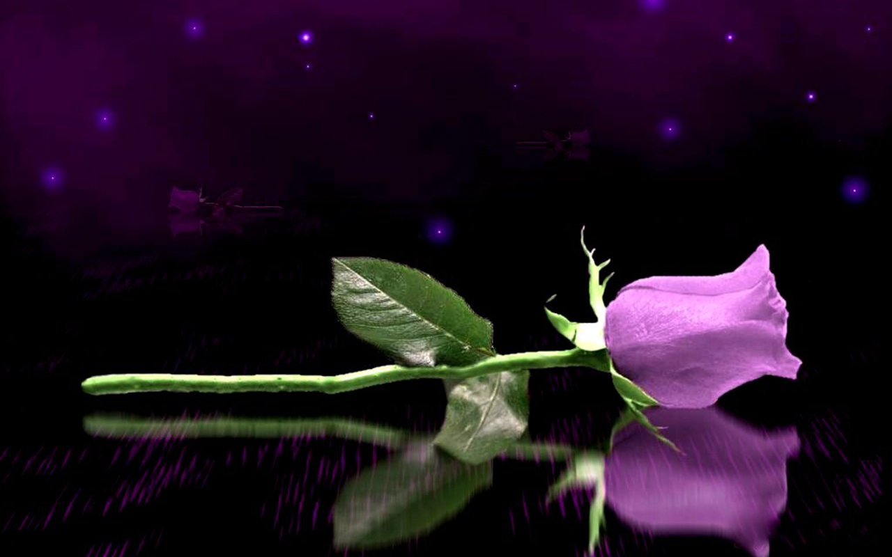 紫のバラの壁紙のhd,バイオレット,紫の,自然,花弁,花
