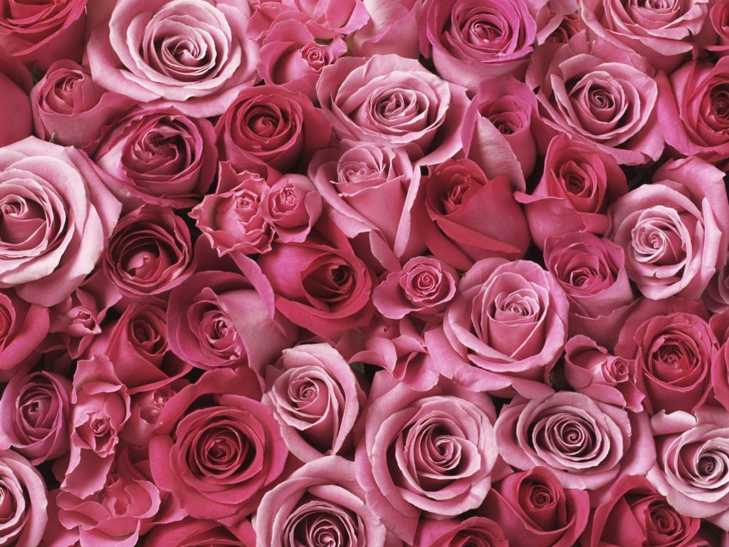 파스텔 장미 벽지,장미,정원 장미,꽃,분홍,플로리 분다