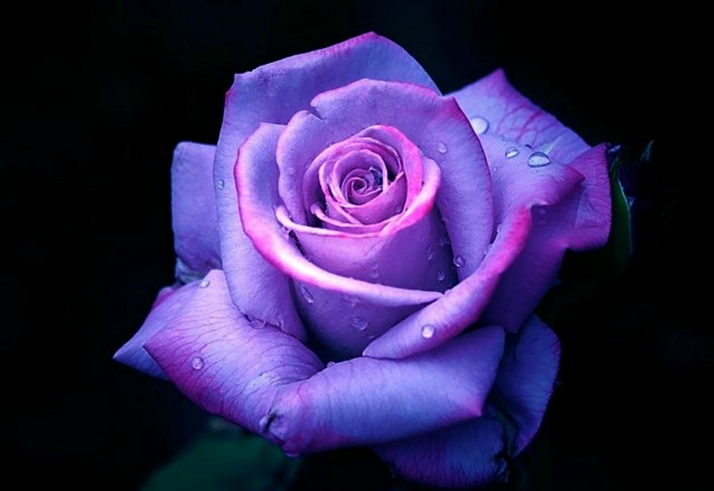 紫のバラの壁紙のhd,花,開花植物,ローズ,庭のバラ,花弁