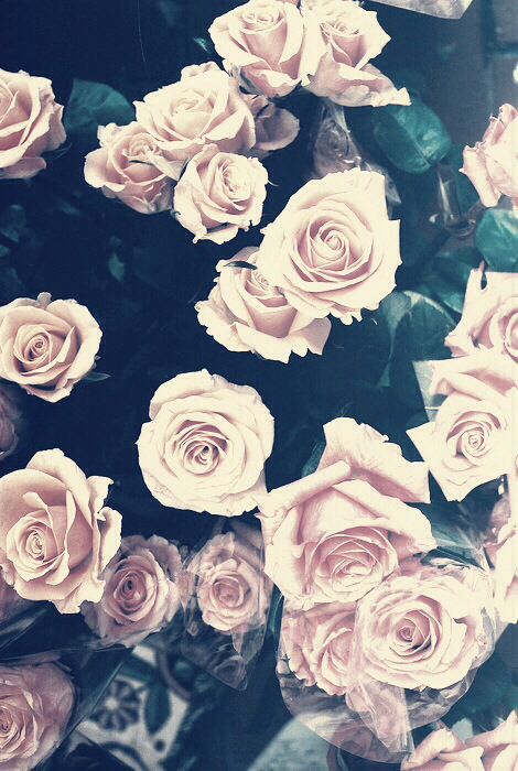 papier peint roses pastel,roses de jardin,fleur,rose,blanc,bleu