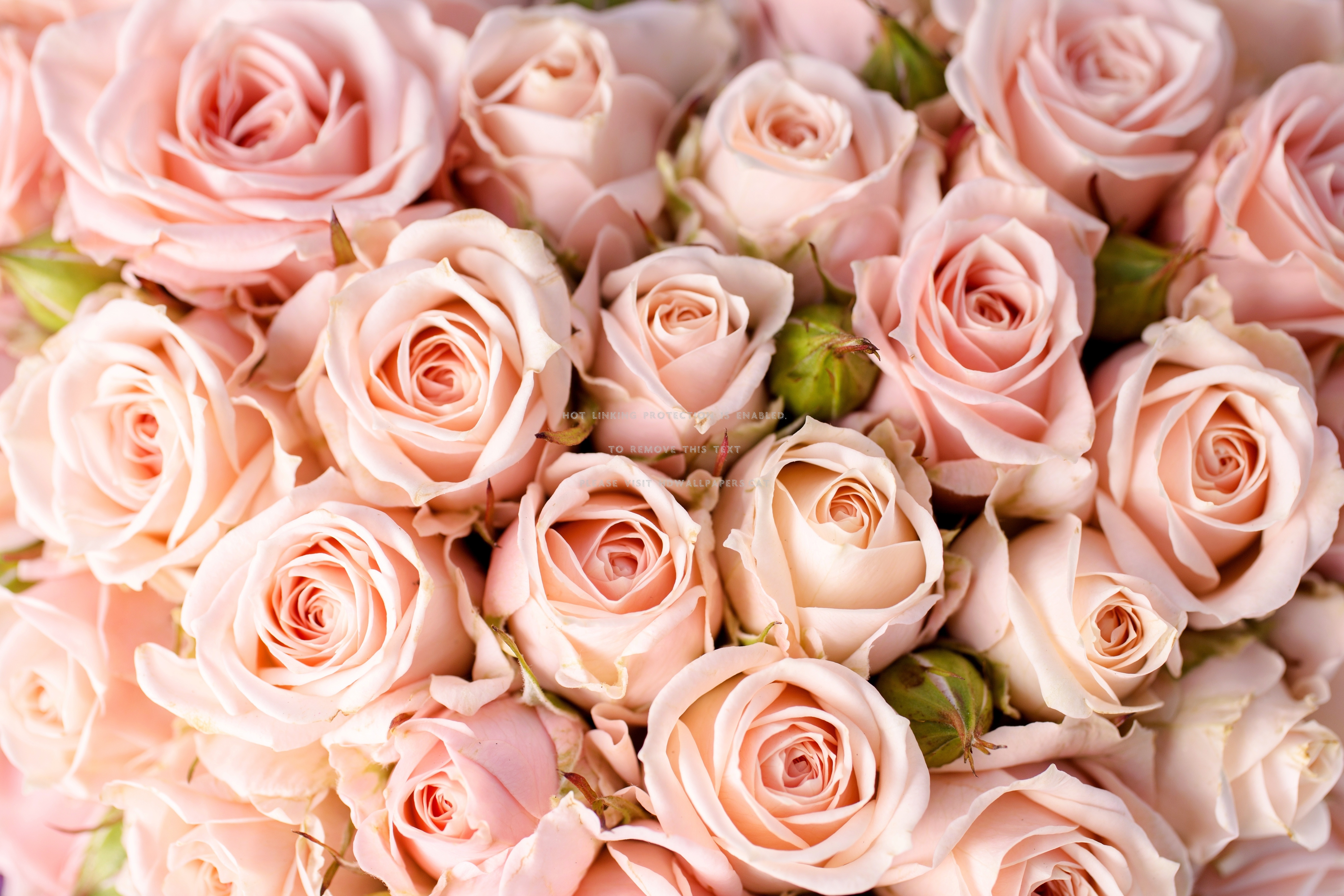 パステル調のバラの壁紙,花,庭のバラ,開花植物,ローズ,ピンク