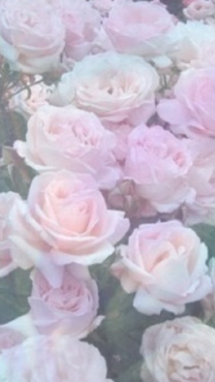 パステル調のバラの壁紙,庭のバラ,花,ピンク,ローズ,フロリバンダ