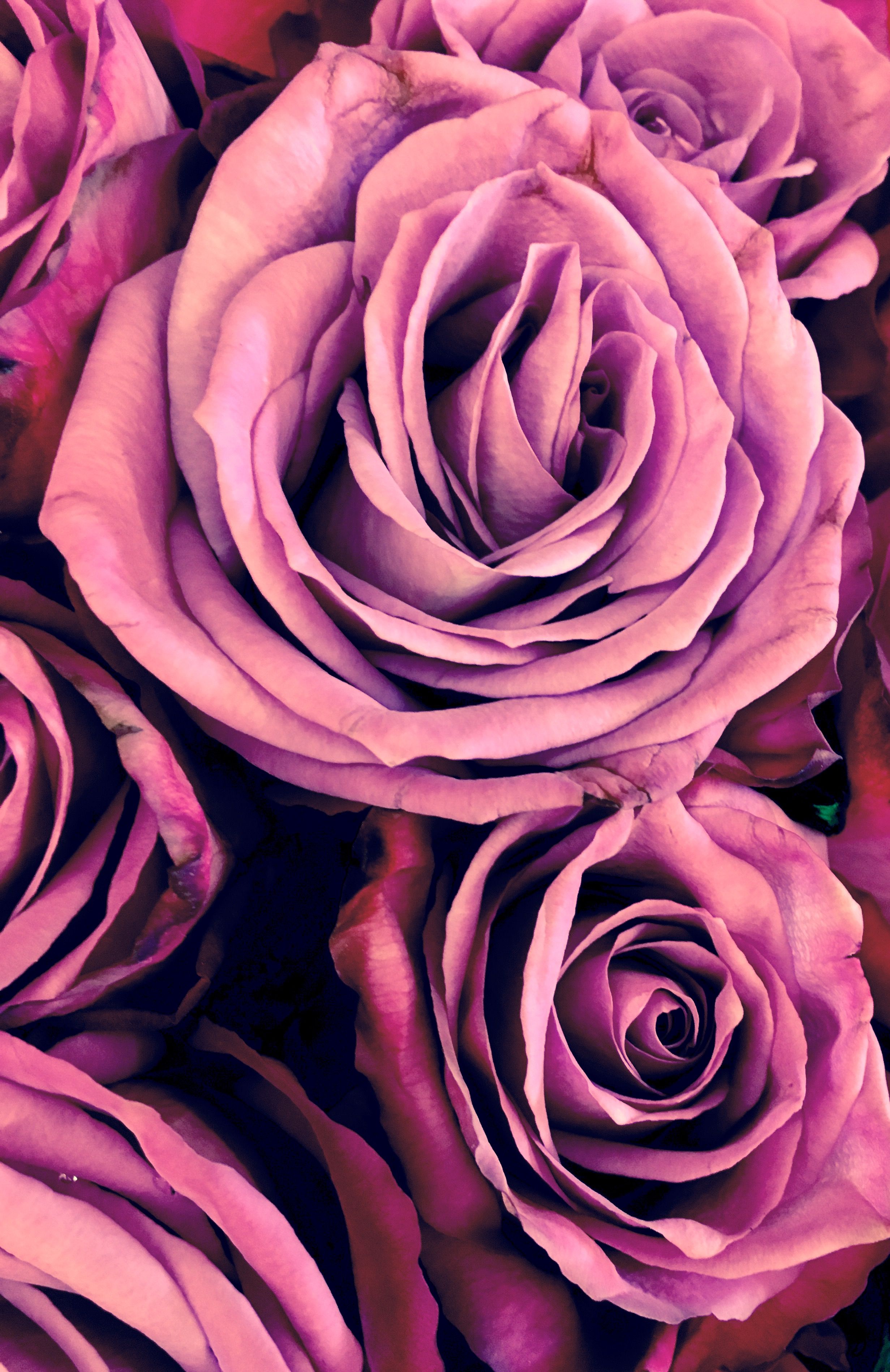 pastel roses wallpaper,flower,garden roses,rose,pink,petal