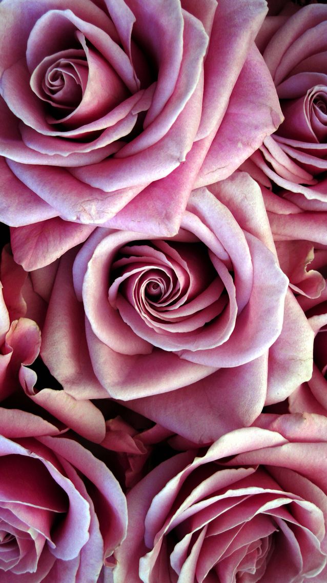 pastel roses wallpaper,garden roses,pink,rose,petal,flower