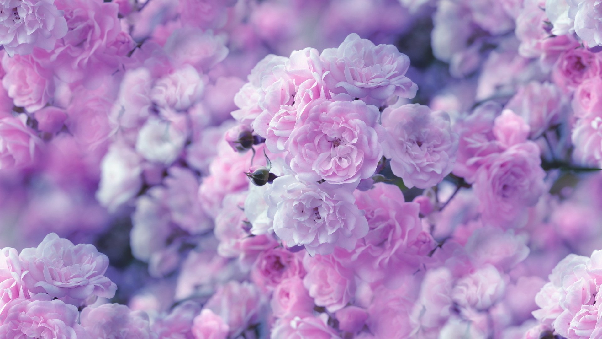 パステル調のバラの壁紙,花,ピンク,バイオレット,紫の,花弁