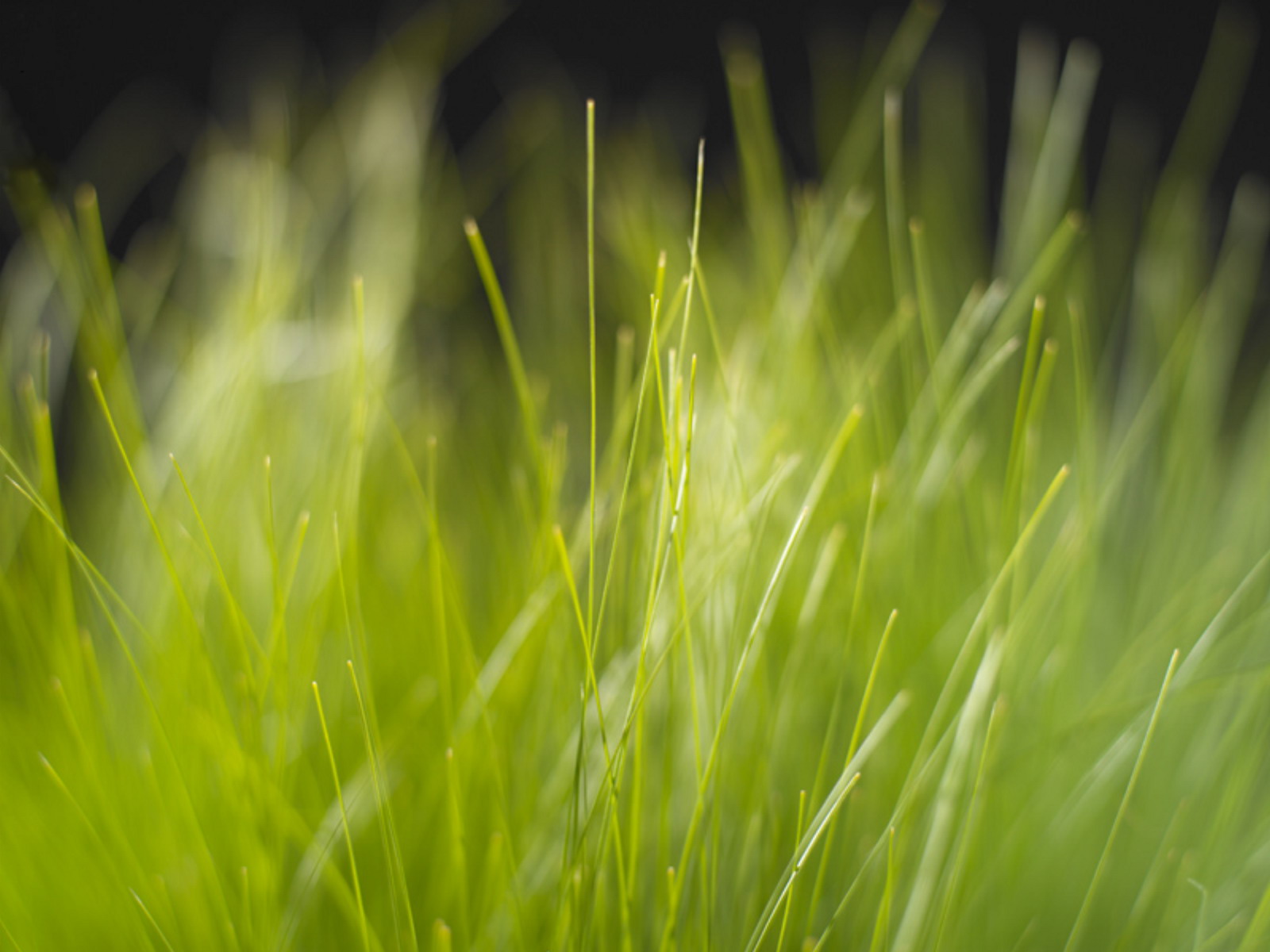 wallpaper reog ponorogo,green,nature,grass,vegetation,leaf