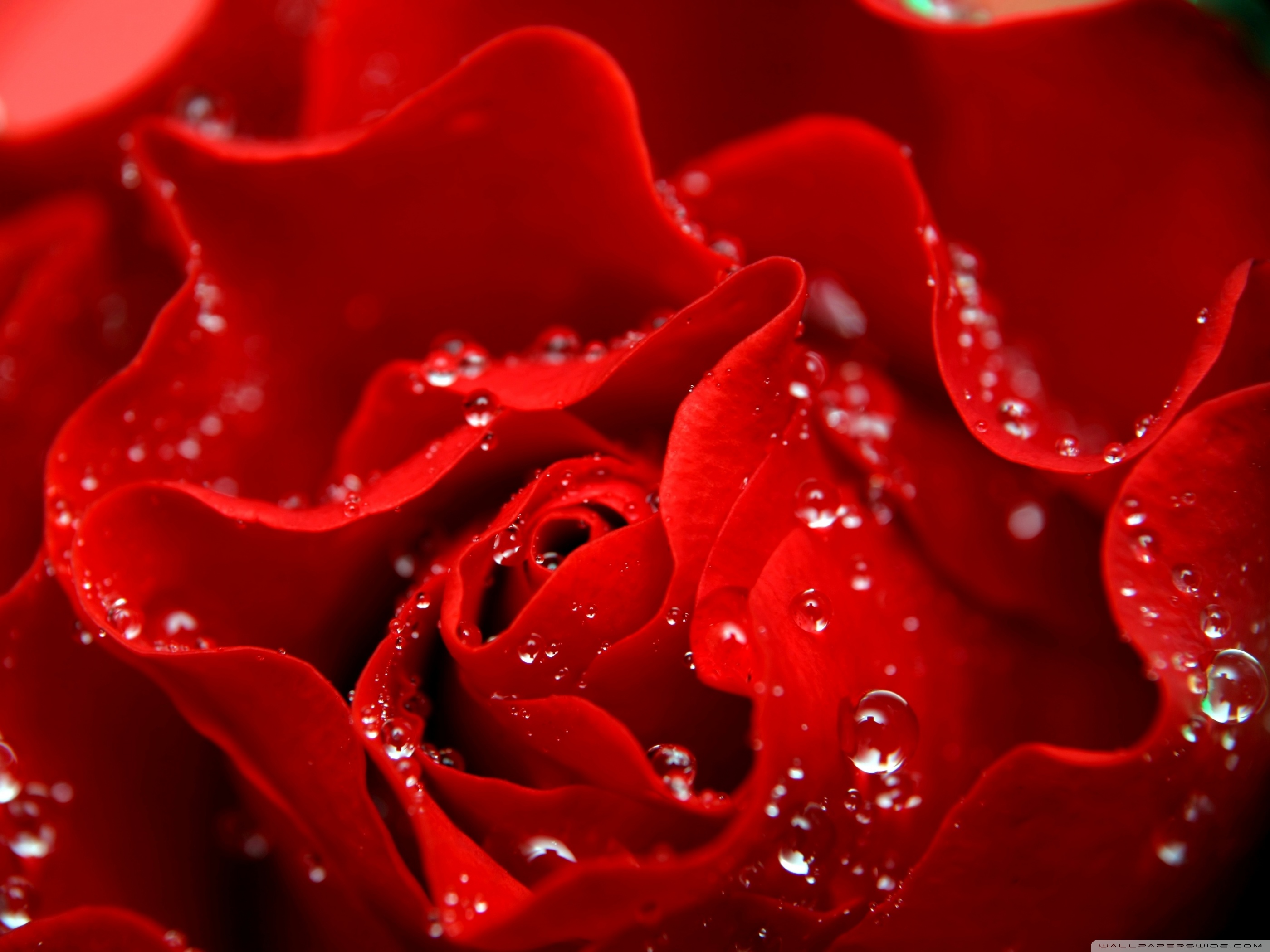 love is like rose wallpaper,red,water,garden roses,petal,rose