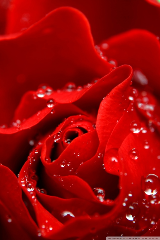 liebe ist wie rosentapete,rot,wasser,gartenrosen,rose,blütenblatt