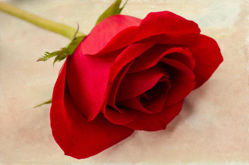 l'amour est comme le papier peint rose,roses de jardin,rouge,pétale,rose,fleur