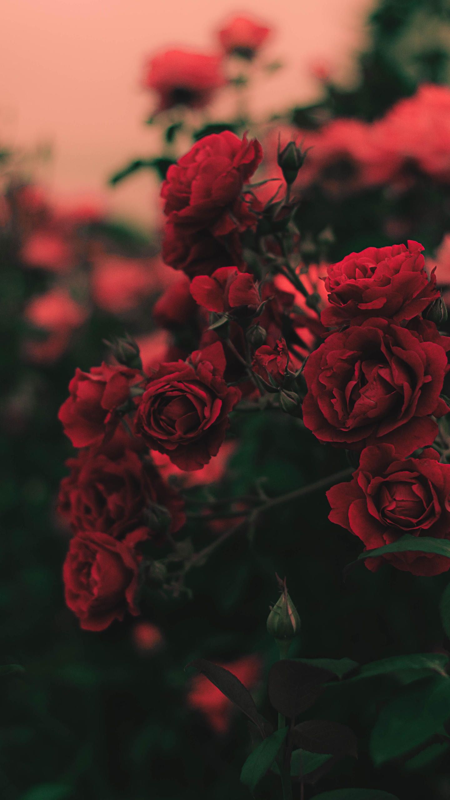 l'amour est comme le papier peint rose,fleur,plante à fleurs,rouge,roses de jardin,rose