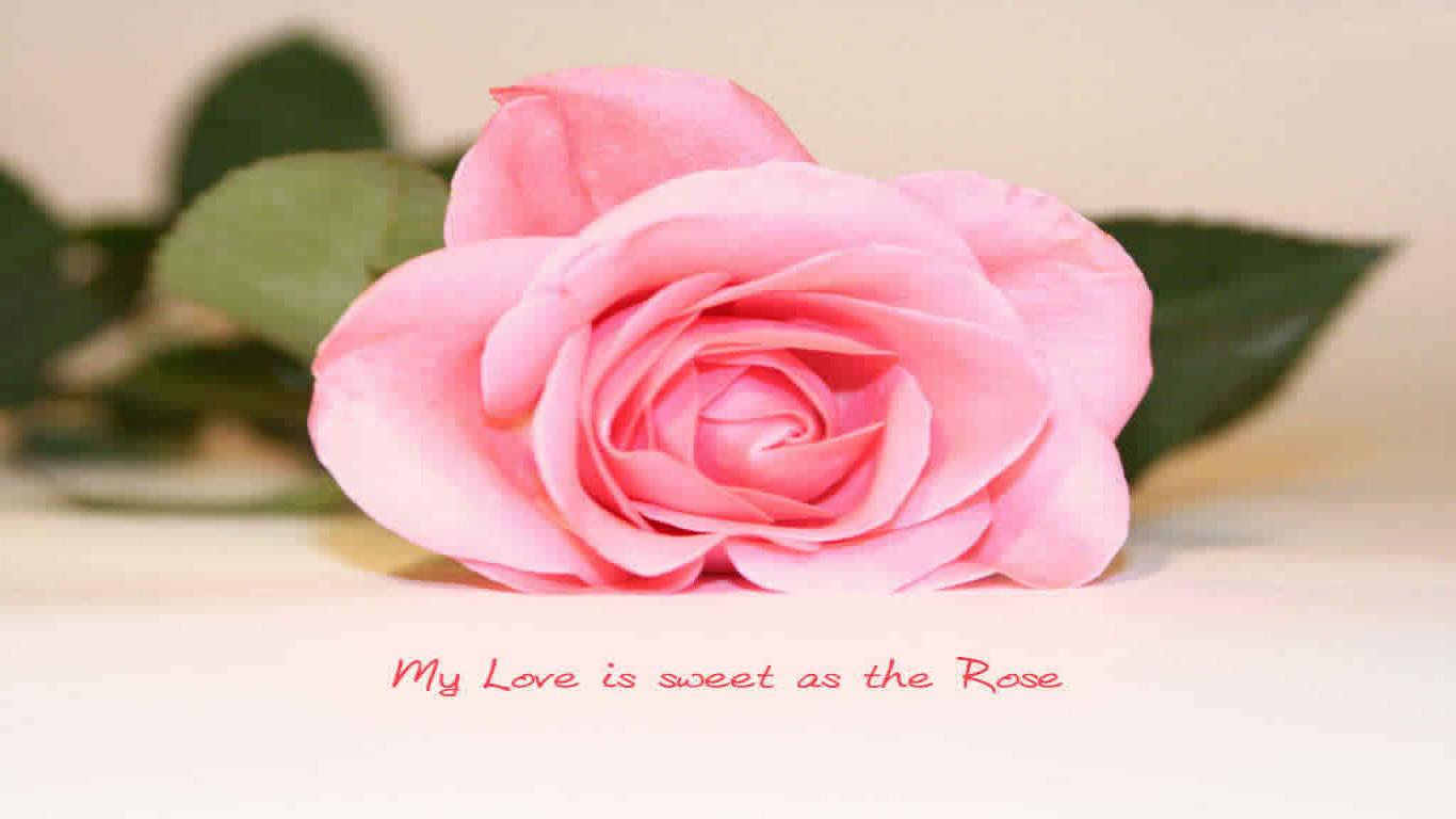 愛はバラの壁紙のようです,庭のバラ,ピンク,花,ローズ,花弁