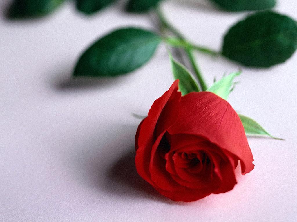 愛はバラの壁紙のようです,赤,庭のバラ,ローズ,花,花弁