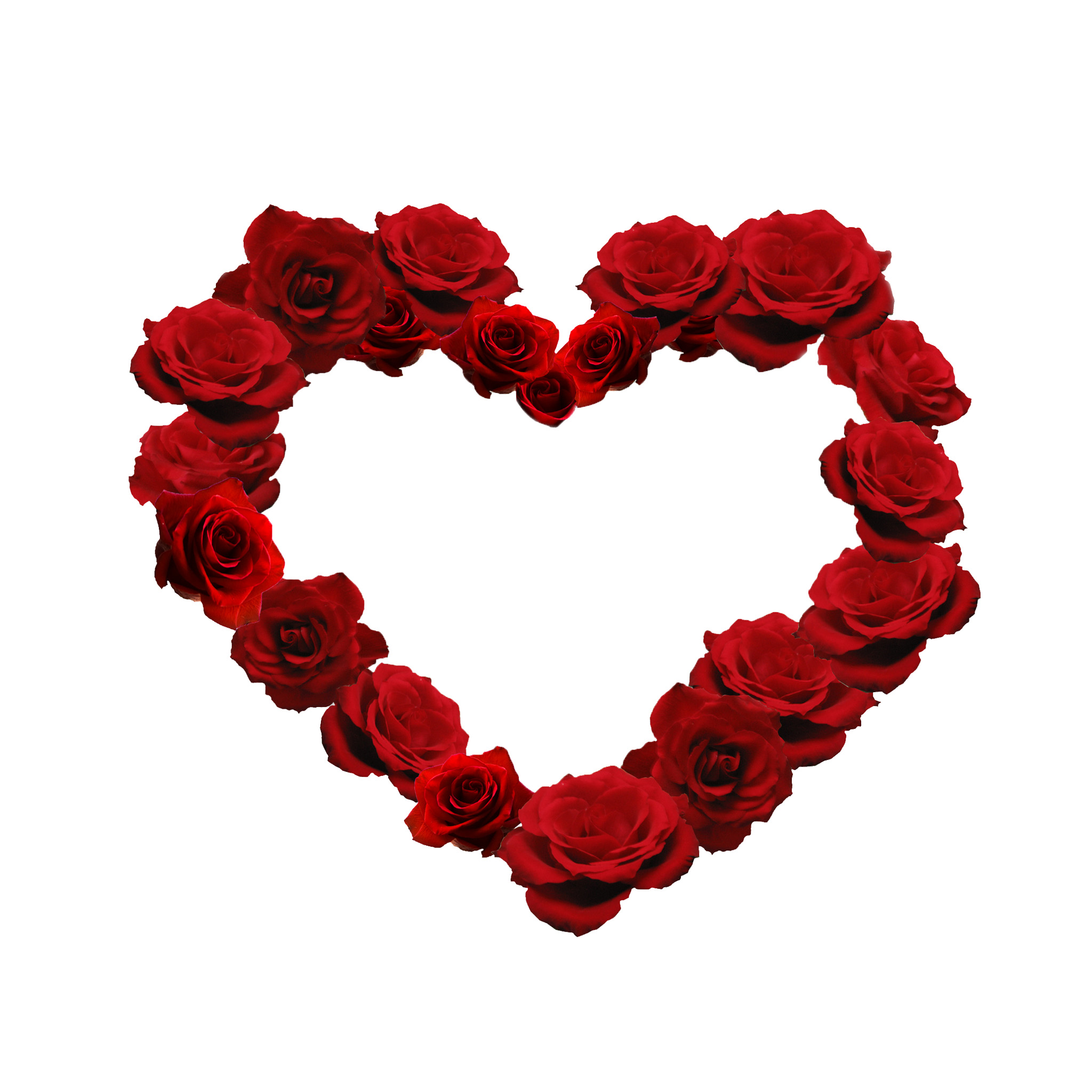 사랑은 장미와 같다 벽지,빨간,심장,장미,발렌타인 데이,꽃