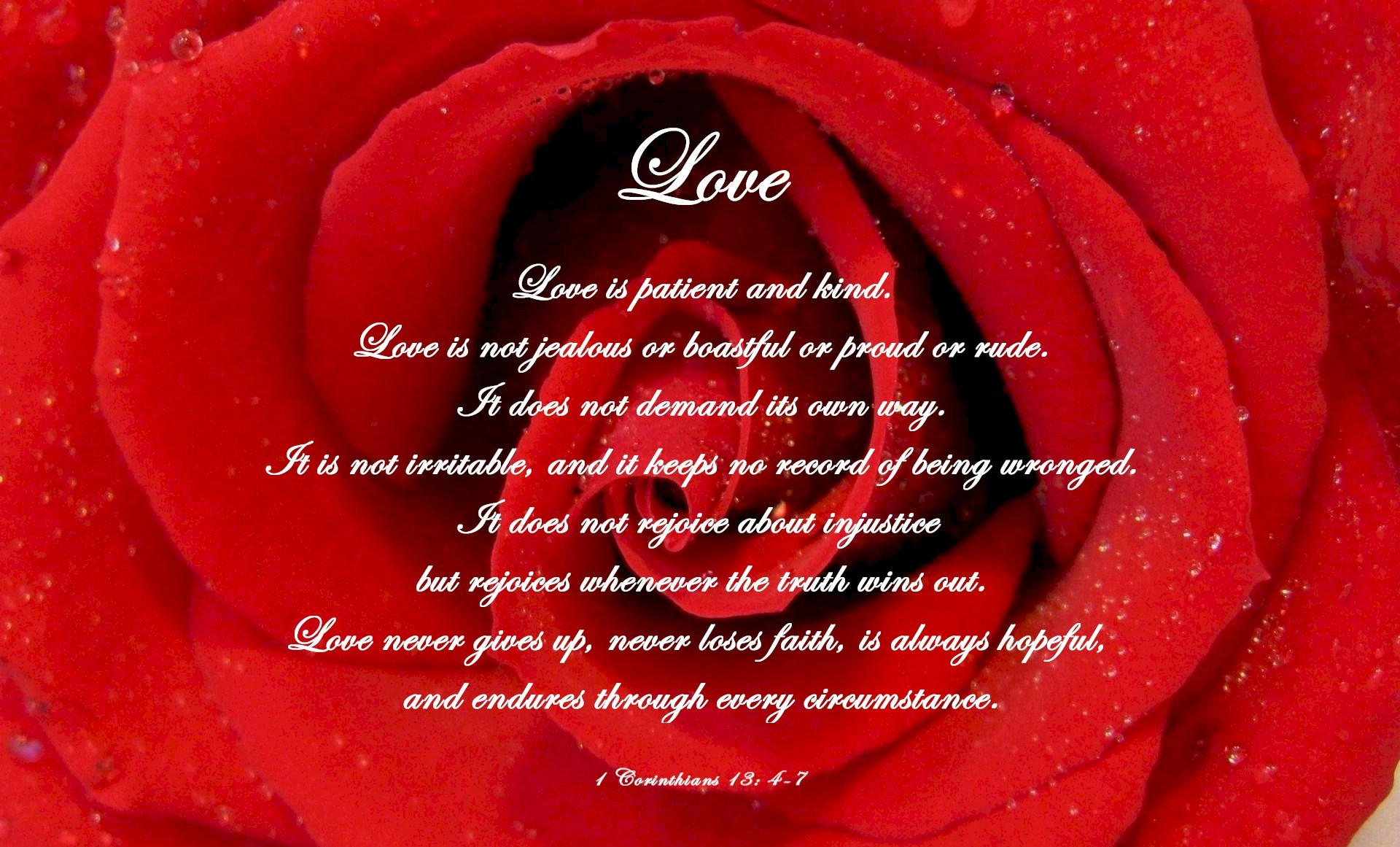 love is like rose wallpaper,red,garden roses,rose,petal,water