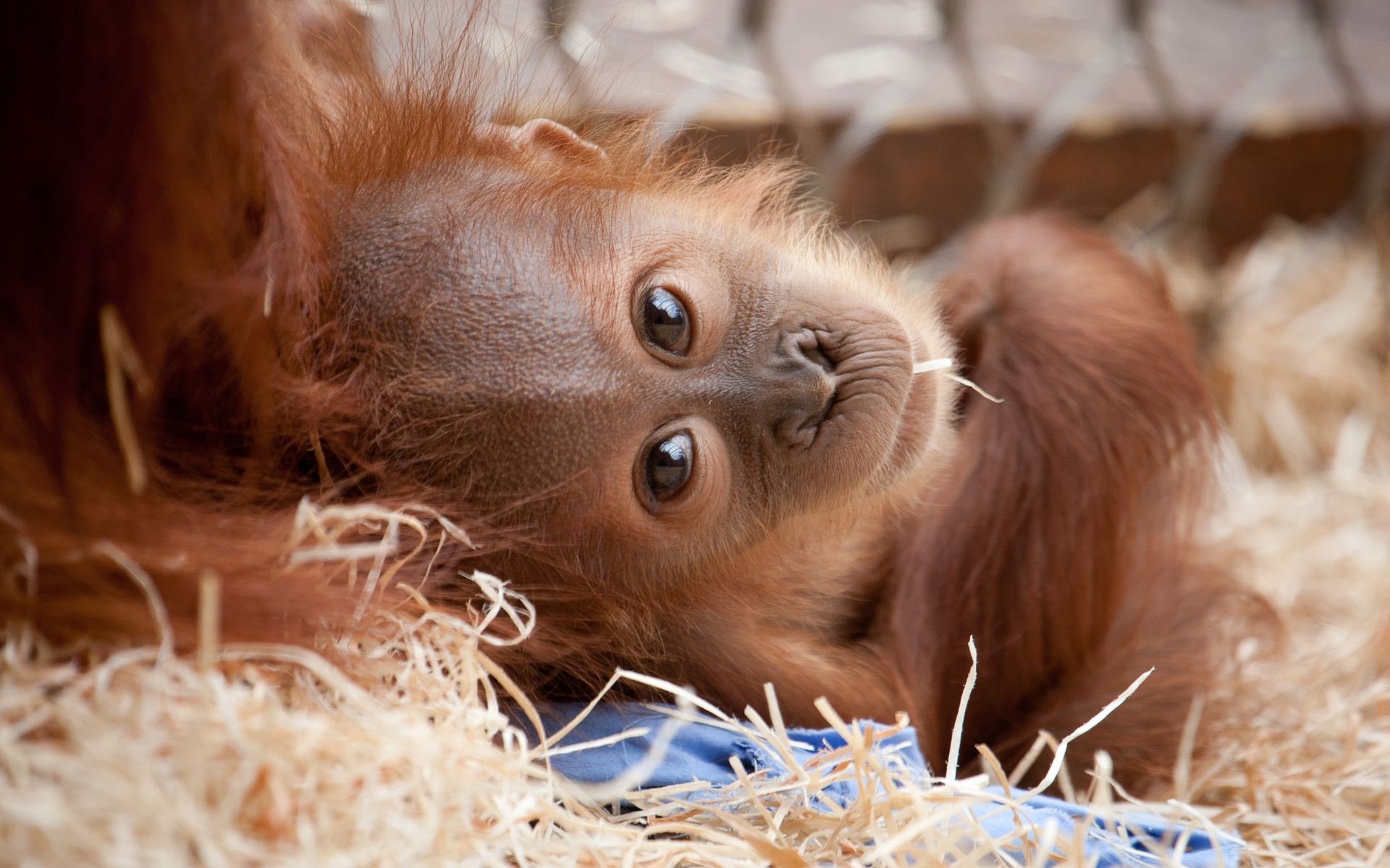 carta da parati appassionata,orangutan,primate,umano,natura,cerbiatto