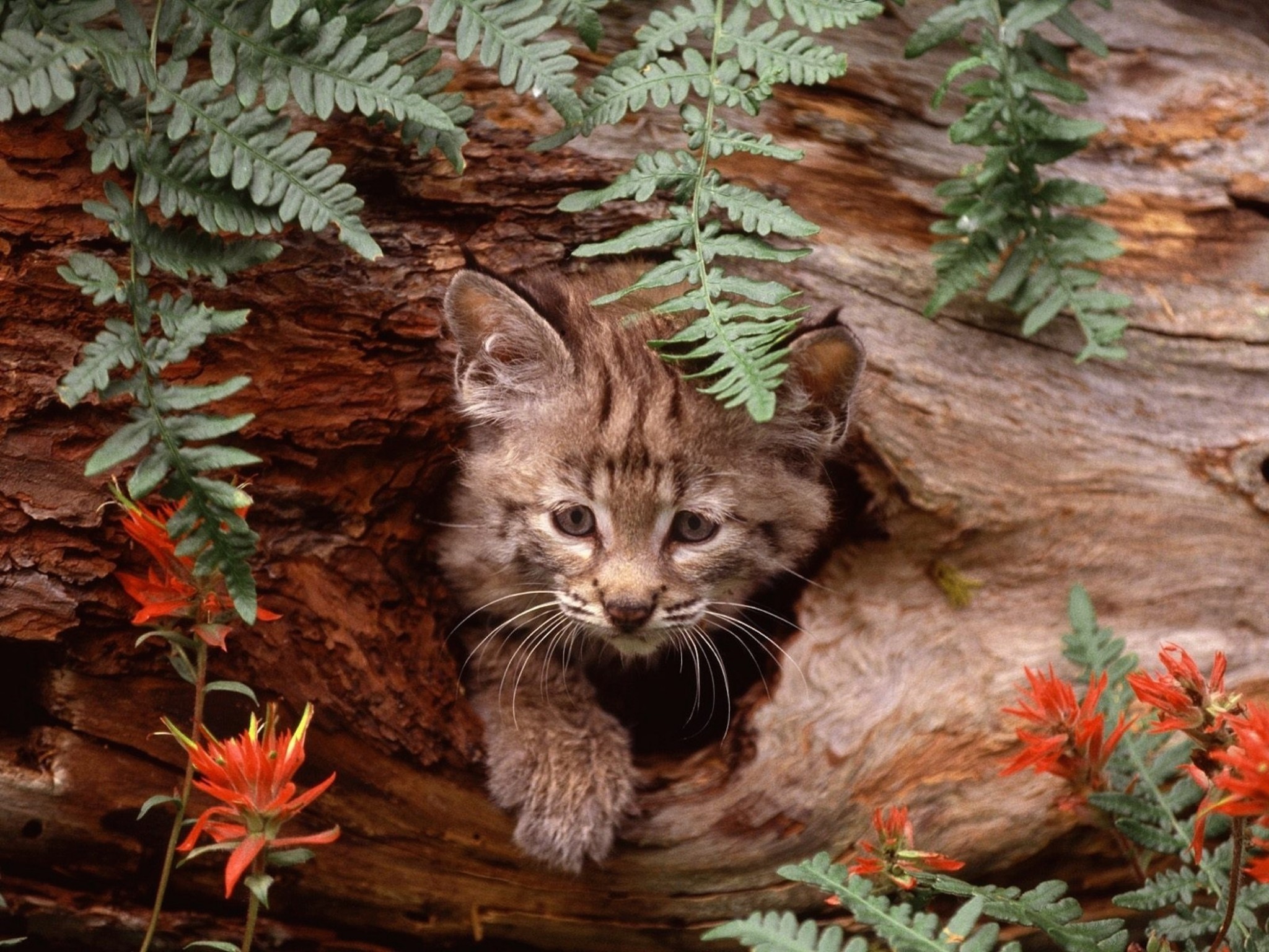 好きな壁紙,ネコ,ネコ科,中型から中型の猫,ひげ,野良猫