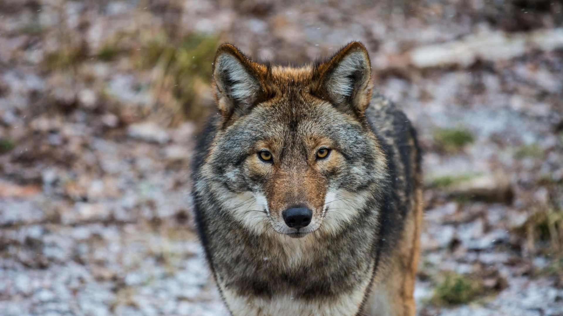 好きな壁紙,野生動物,狼,カニスループスツンドララム,コヨーテ,陸生動物