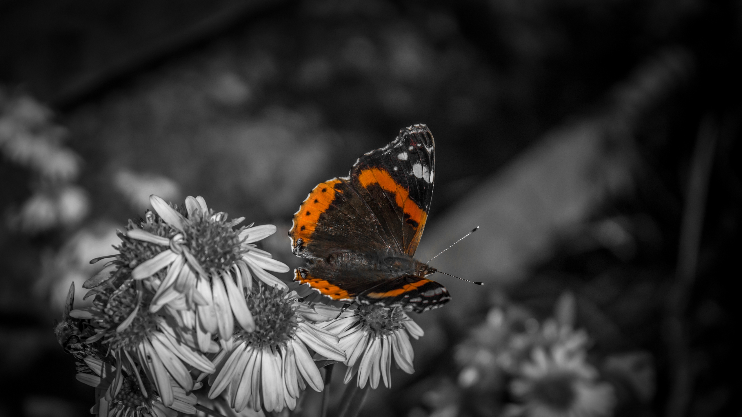 fond wallpaper,moths and butterflies,butterfly,cynthia (subgenus),insect,american painted lady