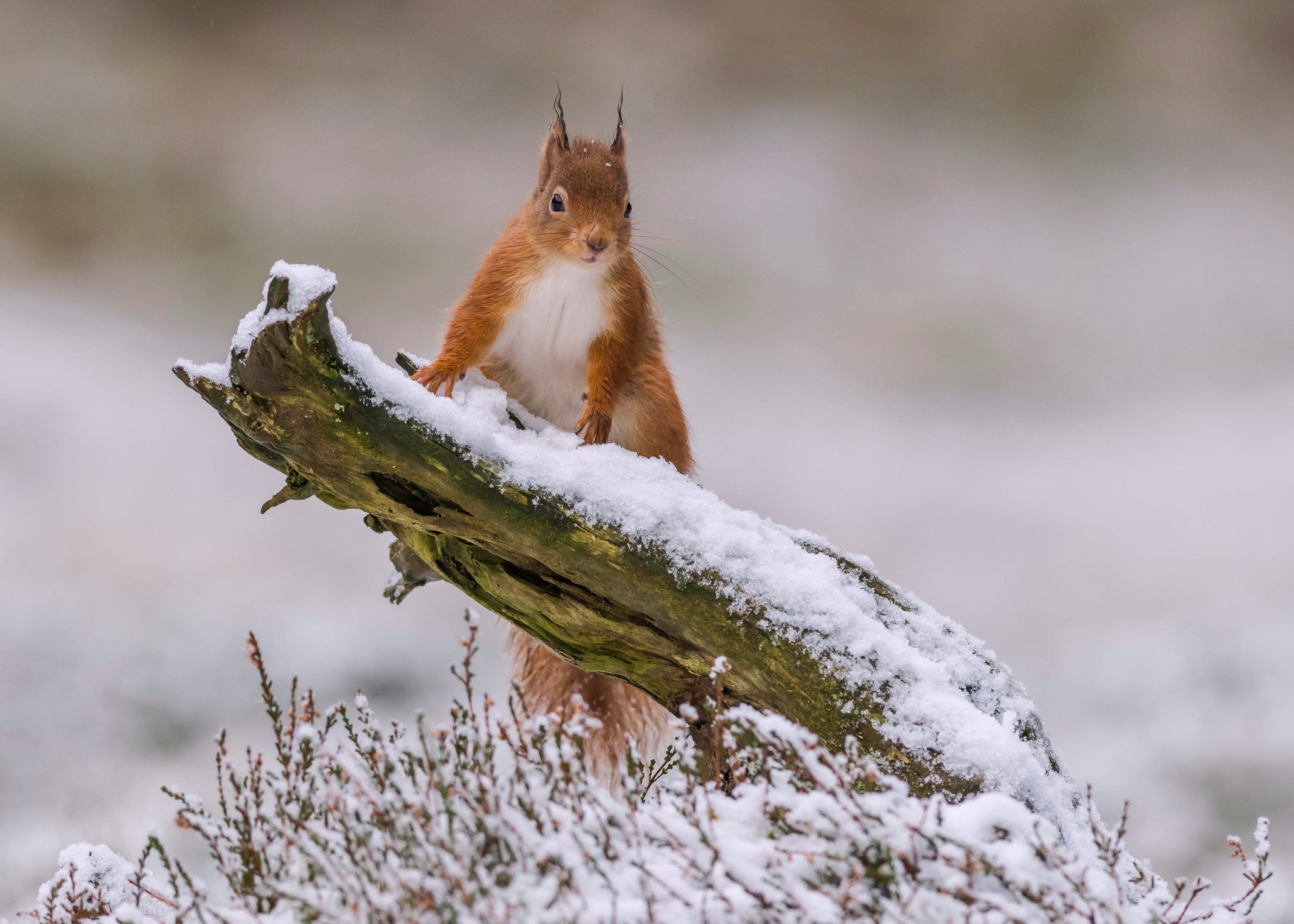 carta da parati appassionata,scoiattolo,scoiattolo rosso eurasiatico,scoiattolo volpe,natura,neve