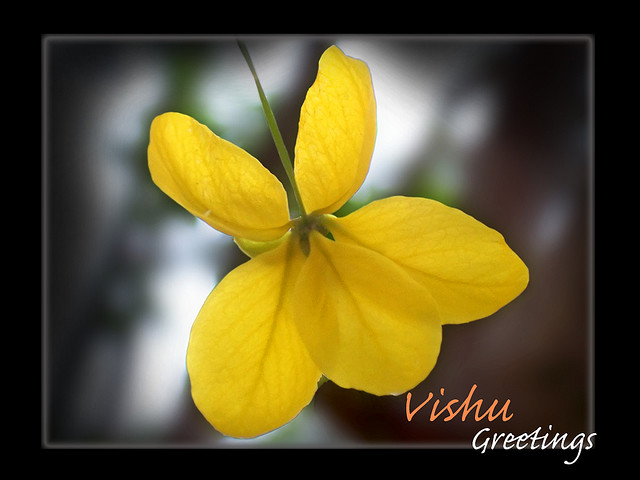 vishu wallpaper,petal,yellow,flower,plant,flowering plant