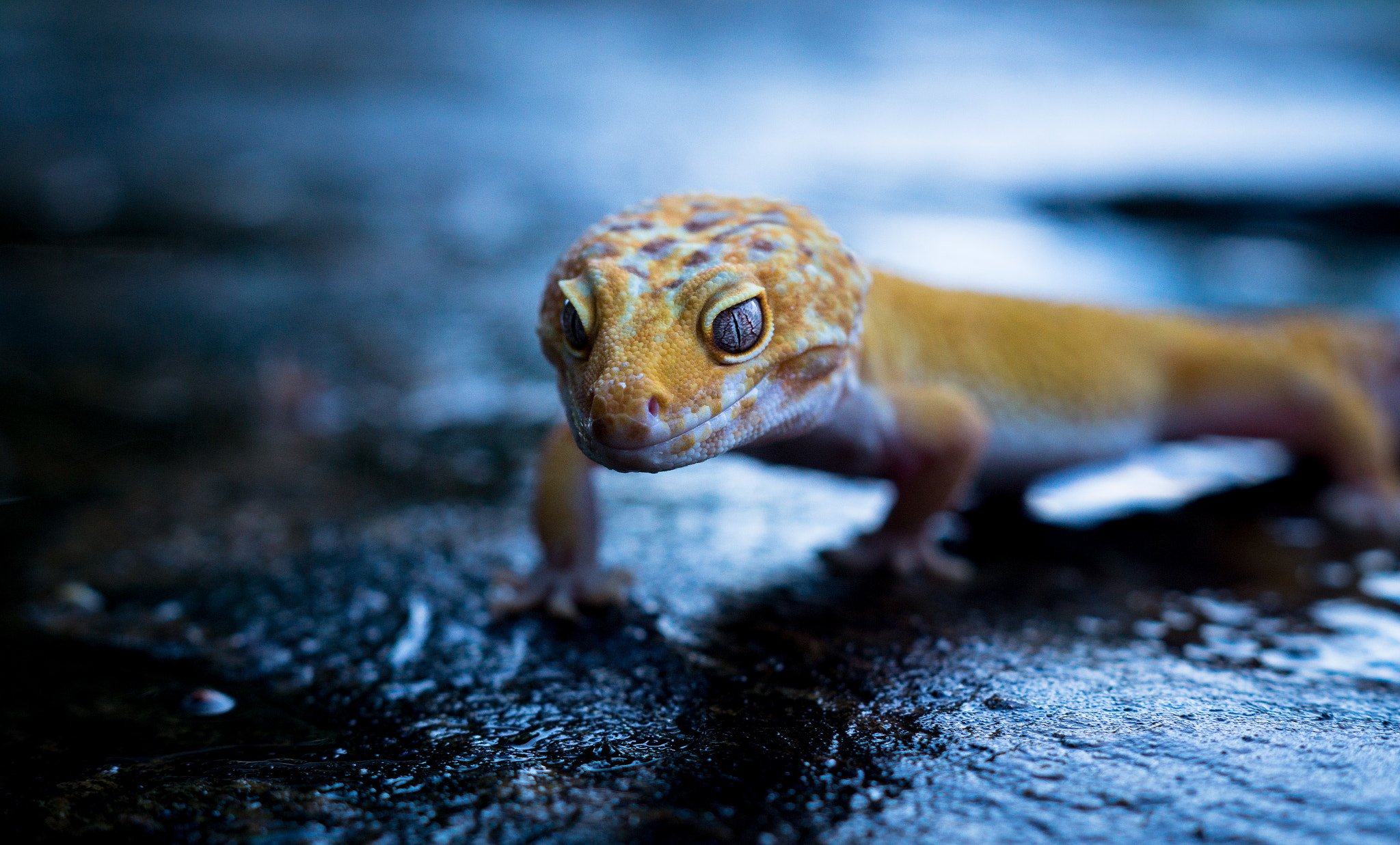 fond wallpaper,gecko,reptile,lizard,scaled reptile,eye