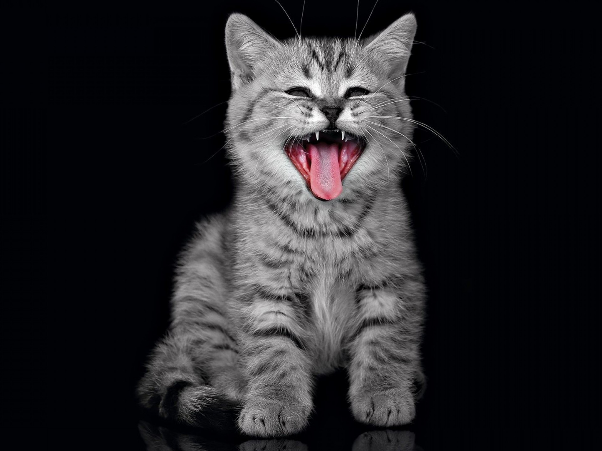 meow wallpaper,cat,whiskers,mammal,small to medium sized cats,felidae