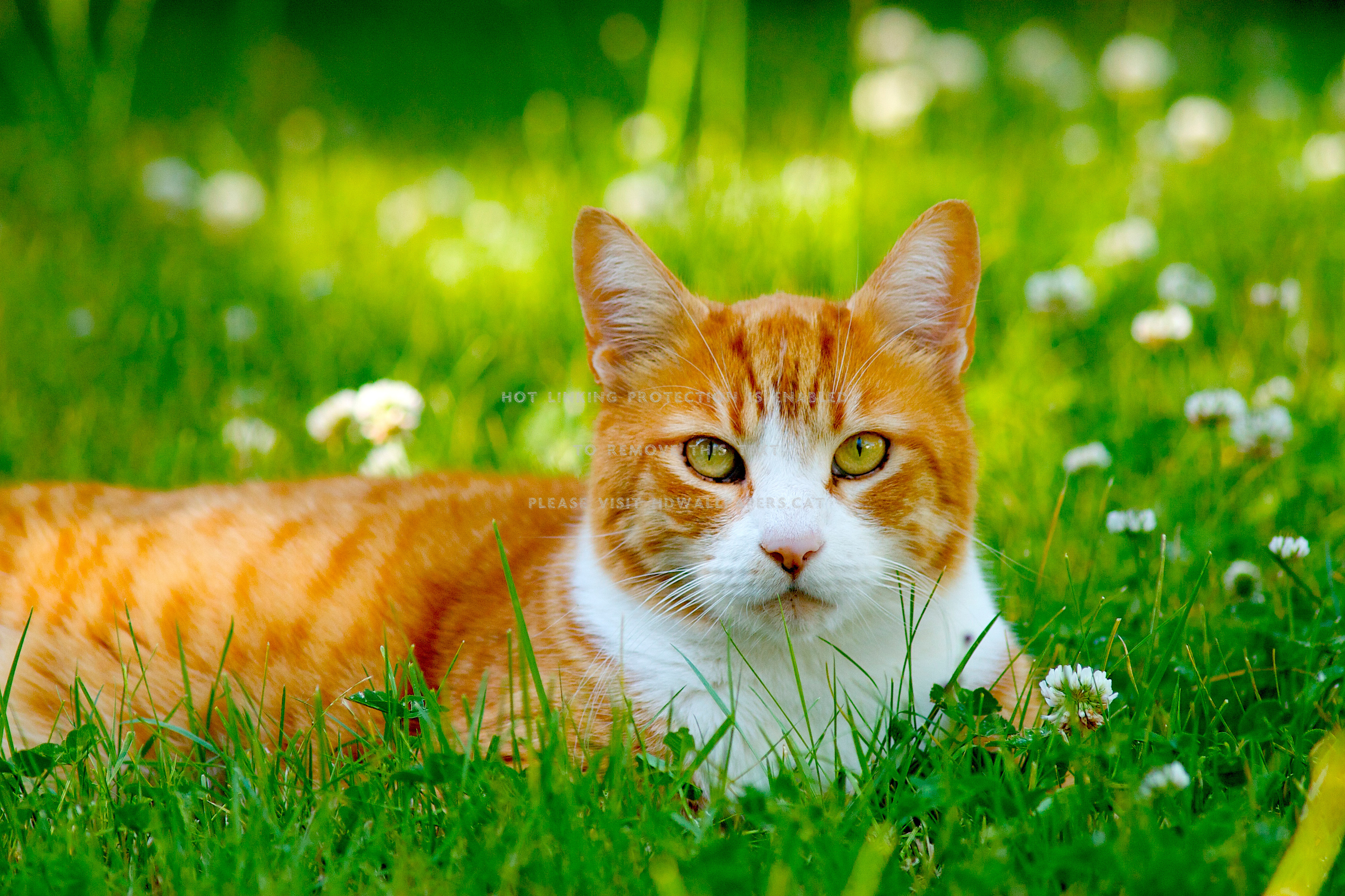 meow fond d'écran,chat,chats de petite à moyenne taille,moustaches,félidés,vert