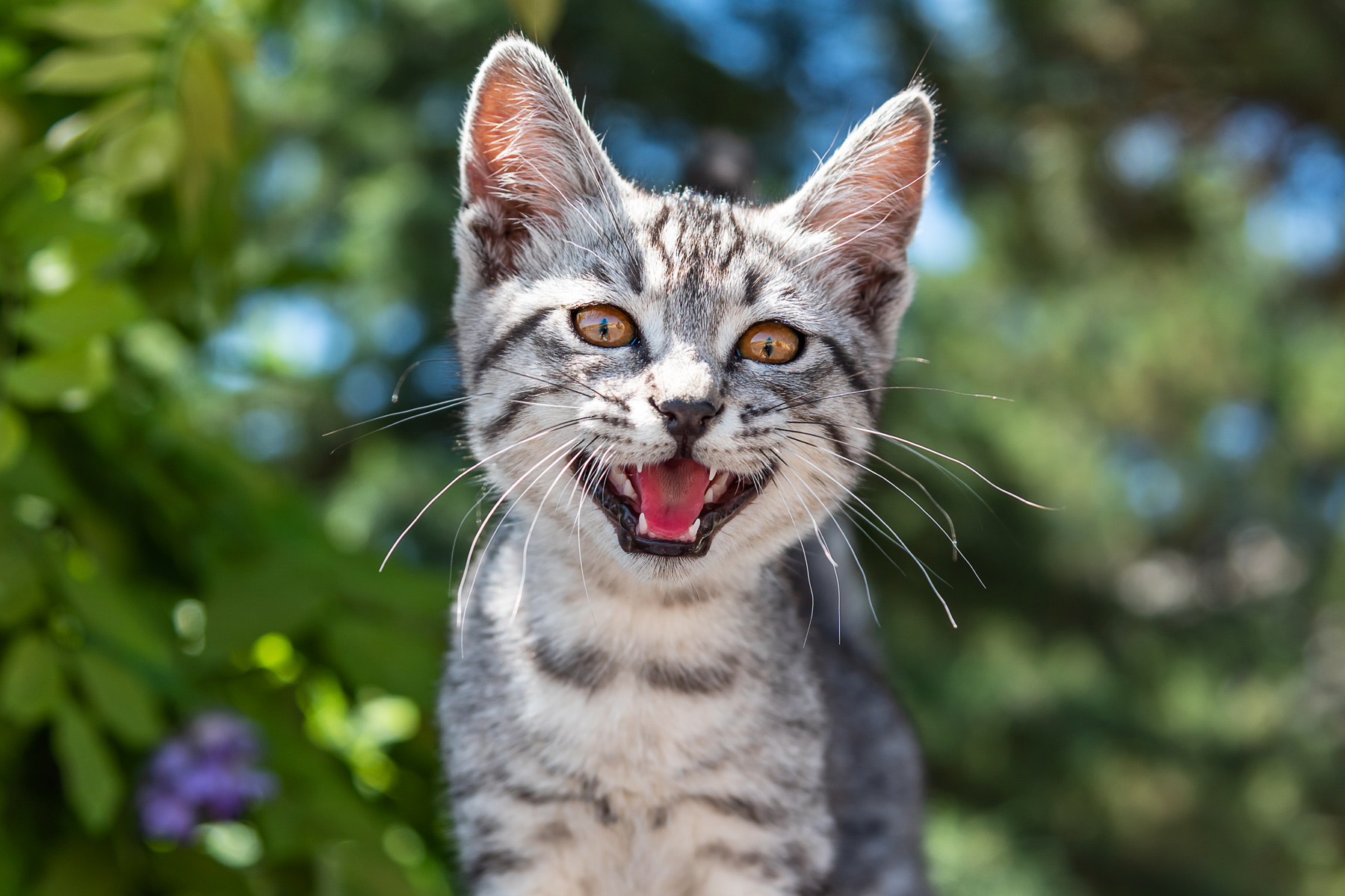 ニャー壁紙,ネコ,ひげ,中型から中型の猫,ネコ科,ぶち猫