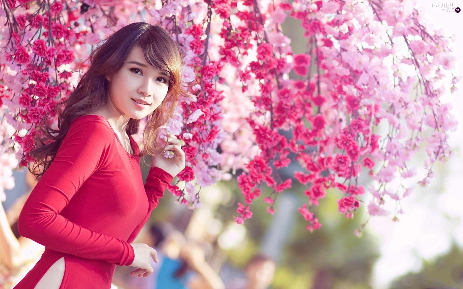 chica japonesa fondo de pantalla hd,rosado,primavera,belleza,florecer,flor