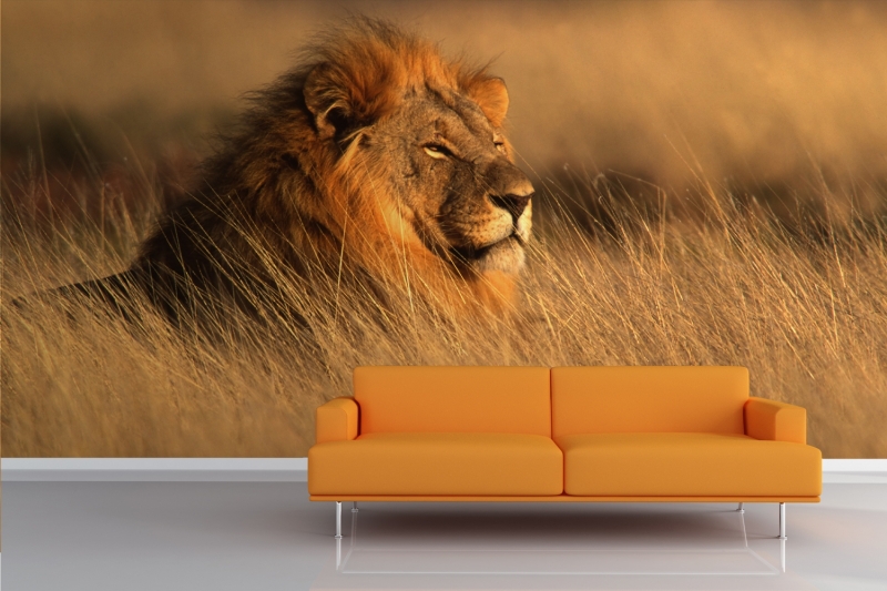 carta da parati leone d'oro,leone,leone masai,felidae,natura,grandi gatti