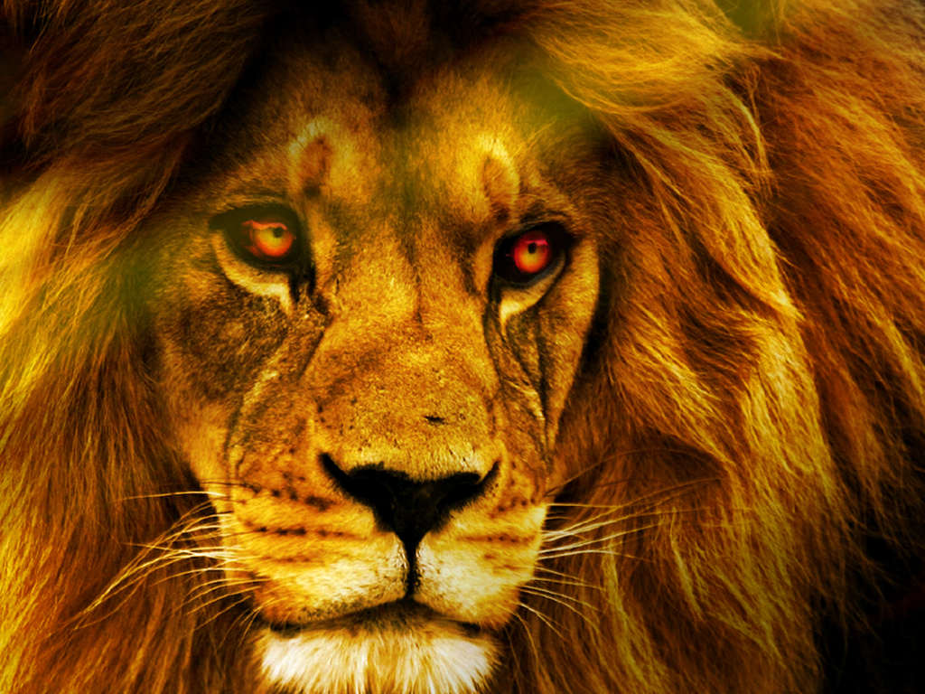 golden lion wallpaper,lion,vertebrate,hair,wildlife,mammal