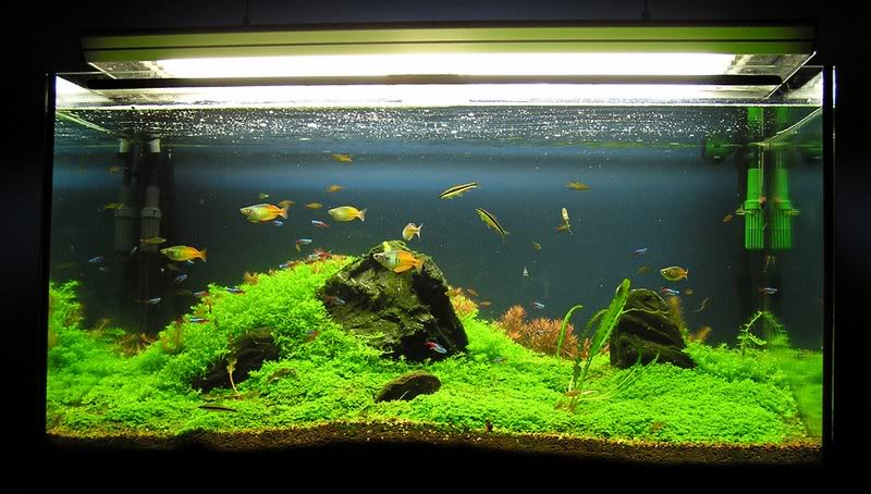 sfondi per il desktop,acquario d'acqua dolce,pianta acquatica,acquario,illuminazione dell'acquario,pianta