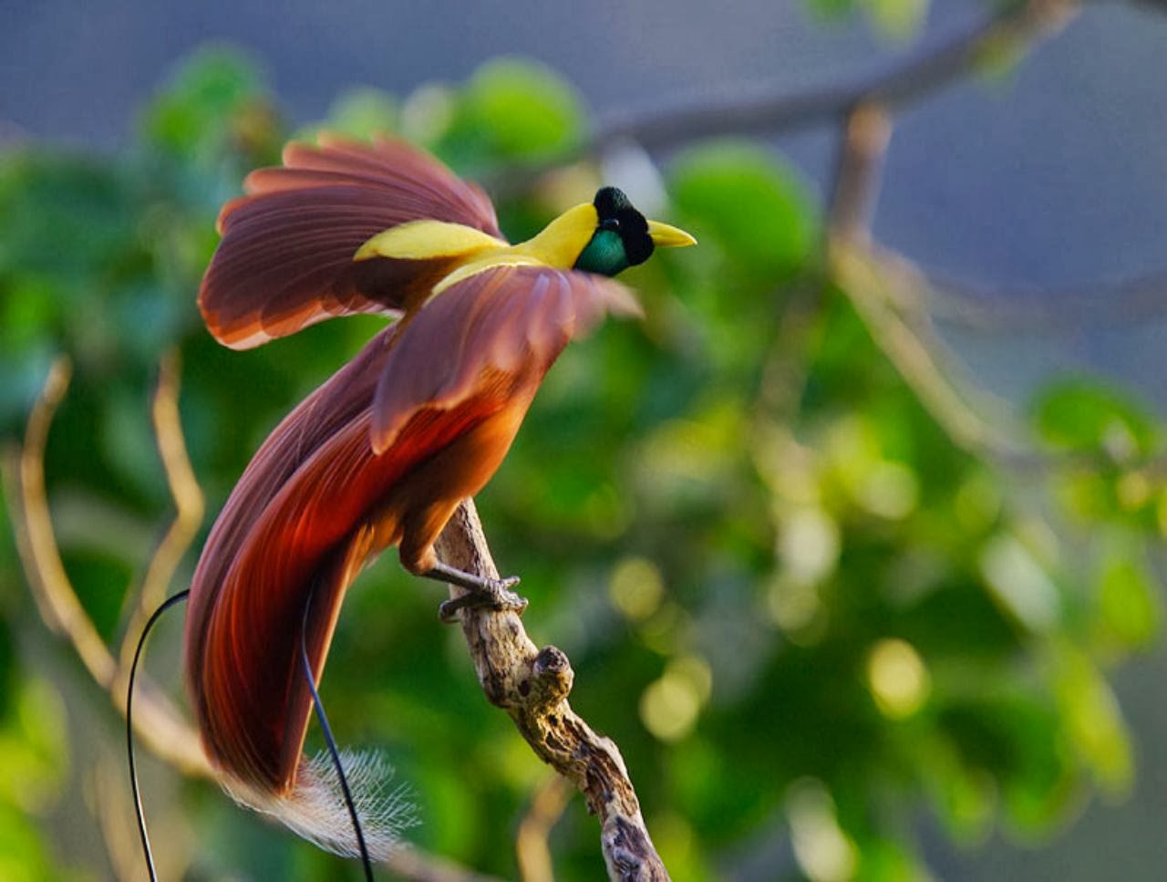 birds of paradise wallpaper,nature,beak,plant,bird of paradise,branch