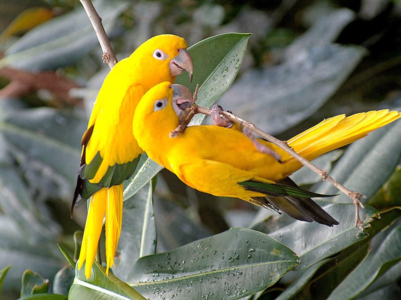 sfondo di uccelli del paradiso,uccello,uccello appollaiato,pianta,uccello canoro,canarino