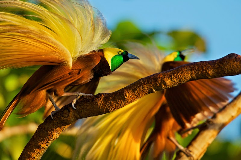 paradiesvögel tapete,vogel,coraciiformes,tierwelt,bienenesser,pflanze