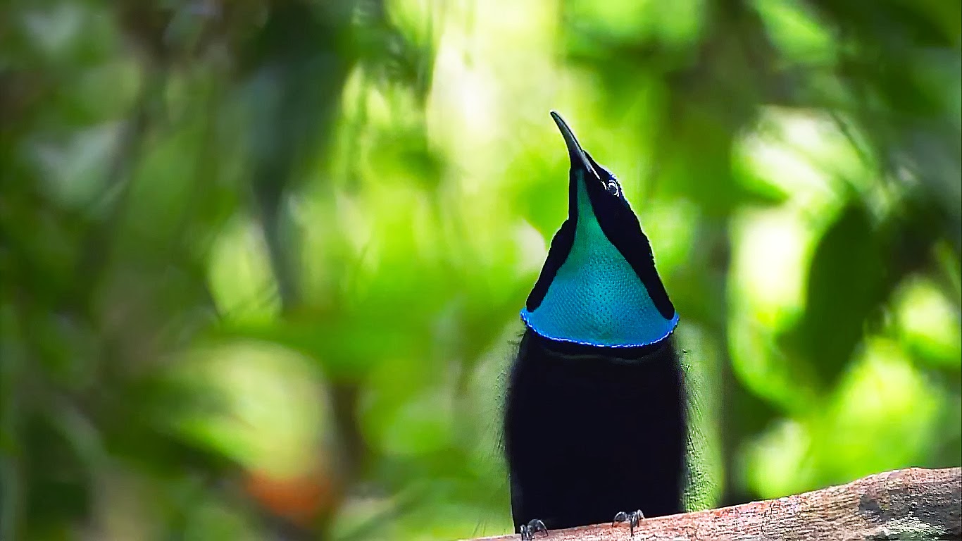 paradiesvögel tapete,vogel,pflanze,tierwelt,hockender vogel