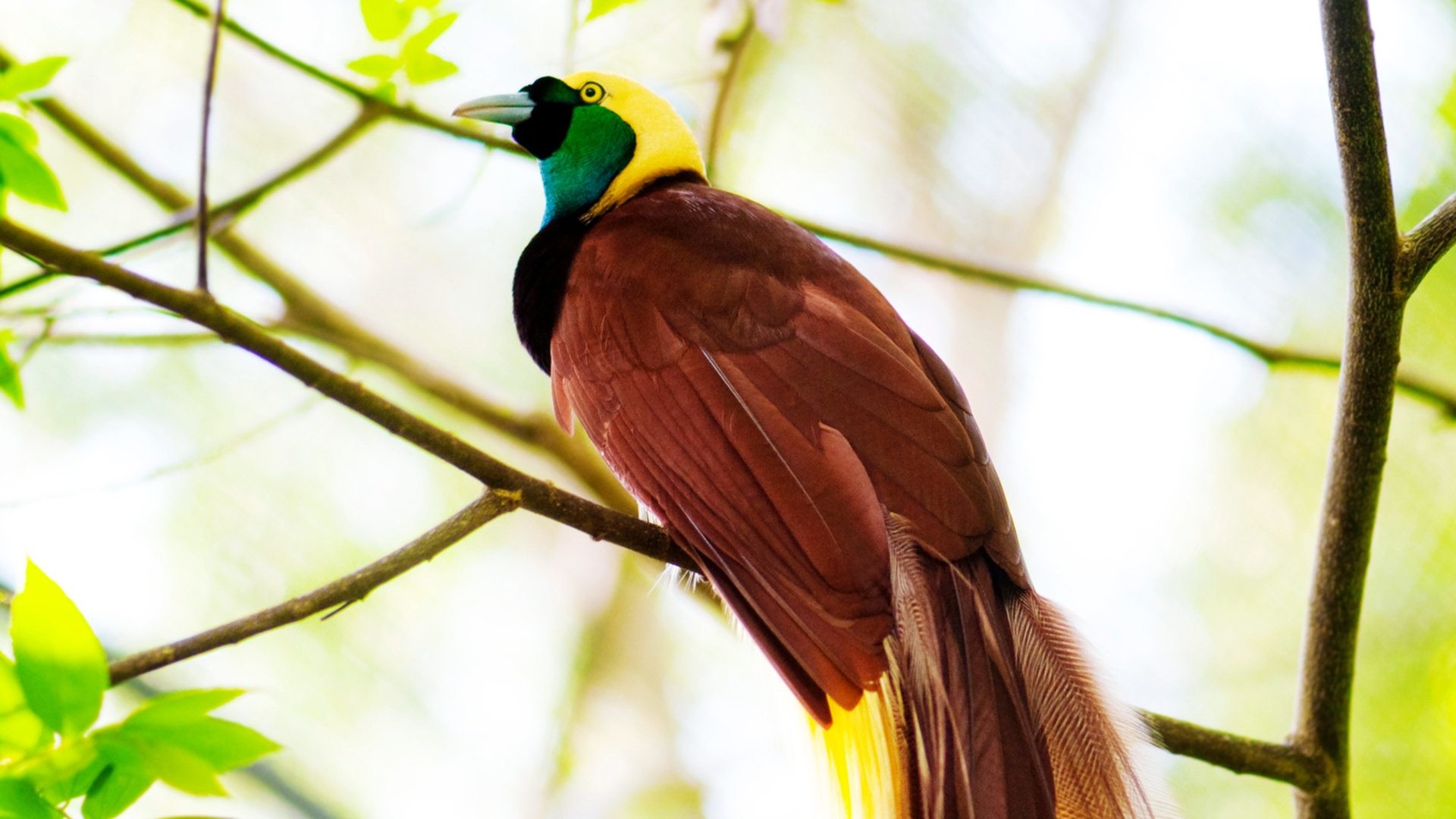 fondo de pantalla de aves del paraíso,pájaro,fauna silvestre,piciformes,pájaro posado