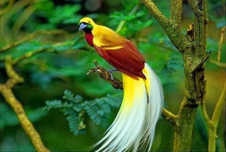 papier peint oiseaux de paradis,oiseau,plante,oiseau perchoir,bouvreuil,faune