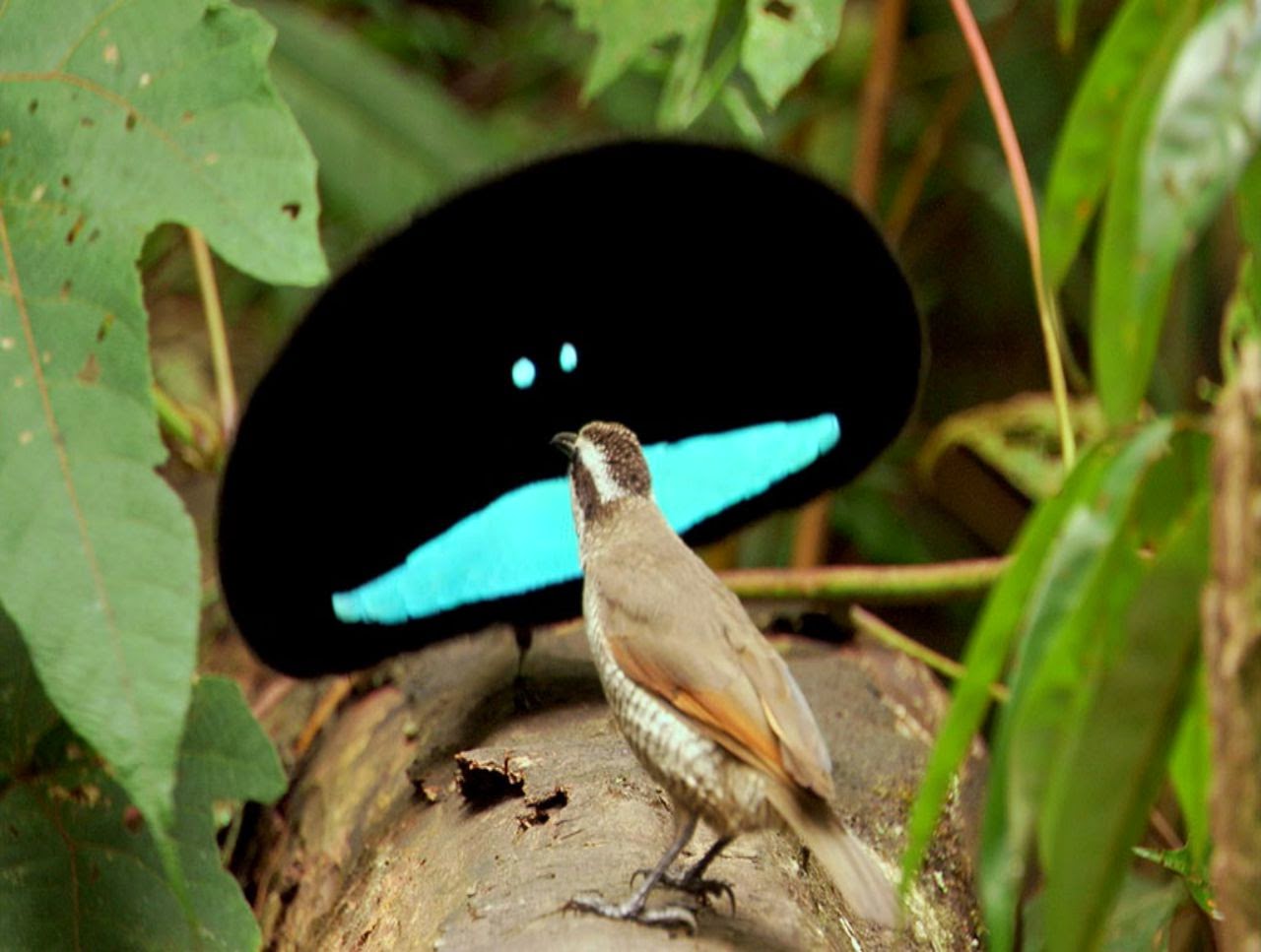 fondo de pantalla de aves del paraíso,pájaro,coraciiformes,pluma,pájaro posado,ala