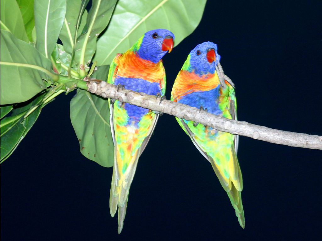 fondo de pantalla de aves del paraíso,pájaro,lorikeet,loro,periquito,perico