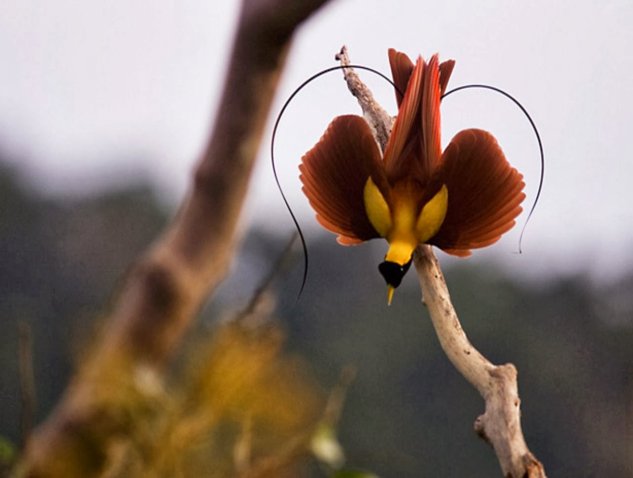 fondo de pantalla de aves del paraíso,flor,planta,primavera,planta floreciendo,pétalo