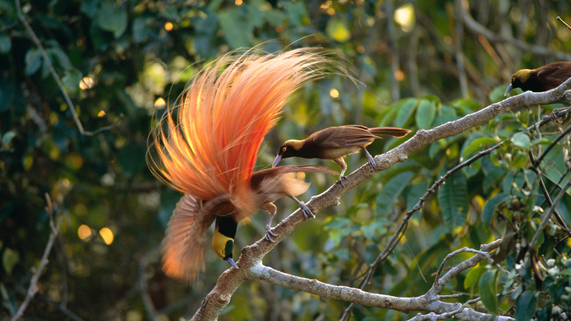 fondo de pantalla de aves del paraíso,pájaro,fauna silvestre,planta,árbol,coraciiformes