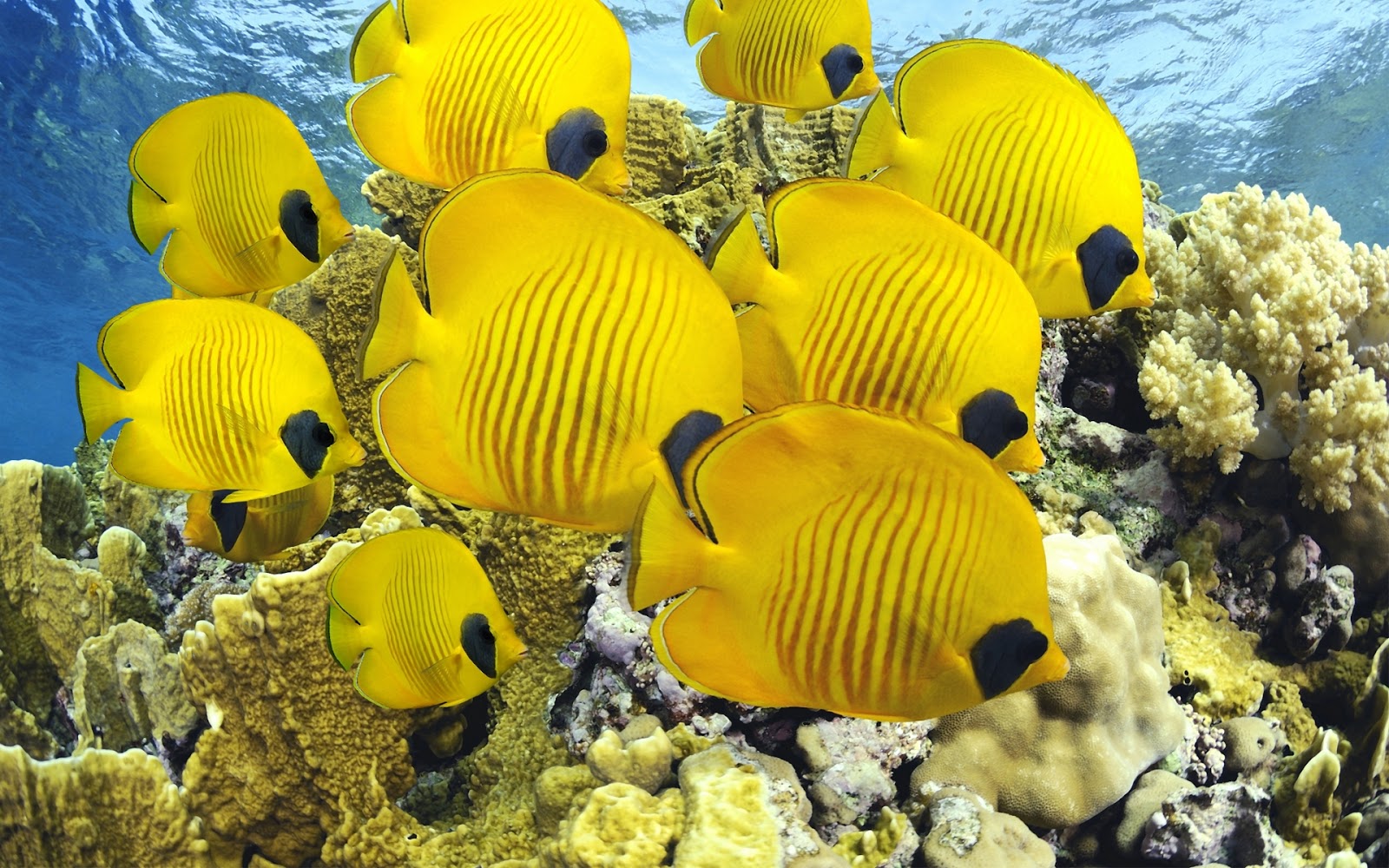wallpaper peixes,fish,underwater,marine biology,coral reef fish,pomacanthidae